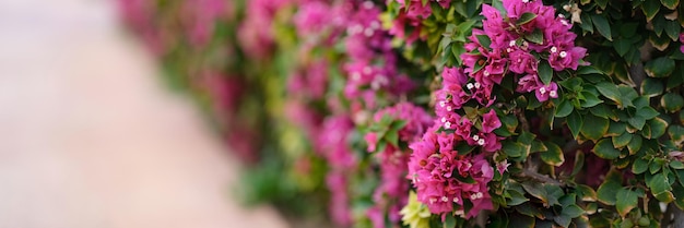 Piękna aleja z różowymi kwiatami na tle zbliżenia krzewów