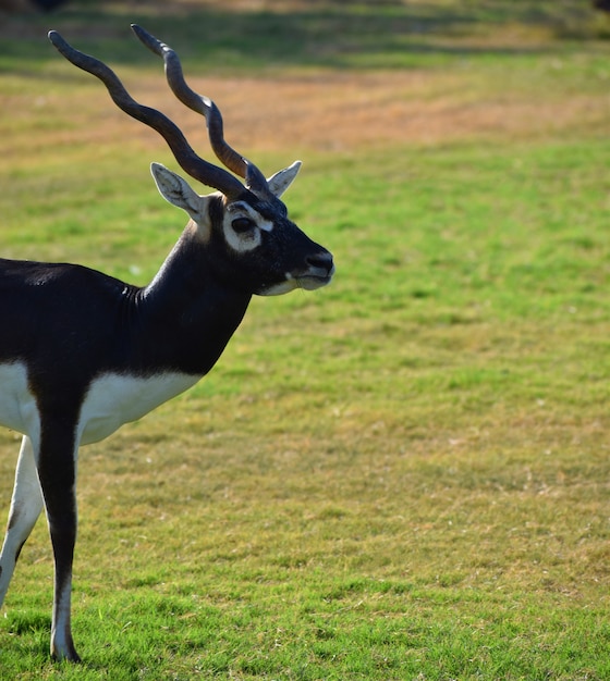 Zdjęcie piękna antylopa blackbuck (antilope cervicapra)