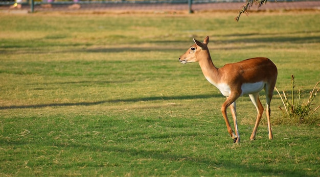 Piękna antylopa BlackBuck