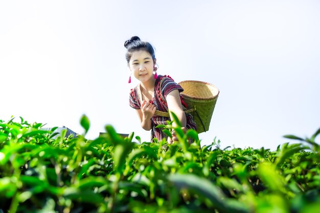 Piękna azjatycka kobieta Zbierając liście herbaty rano liście herbaty na polu herbaty