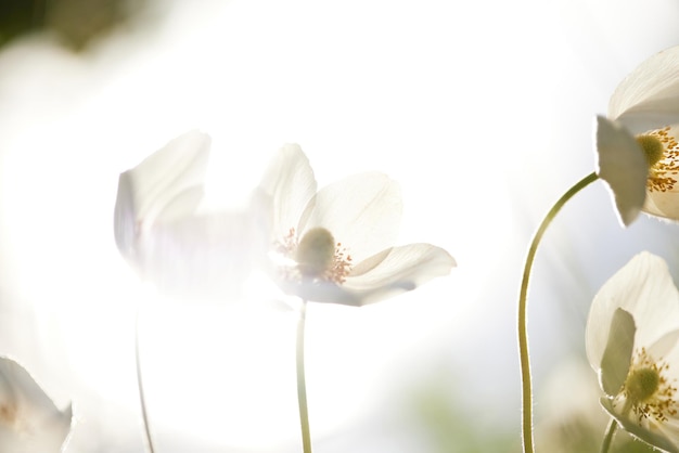 Piękna Biała Kwitnąca Roślina Anemon Sylvestris Nature