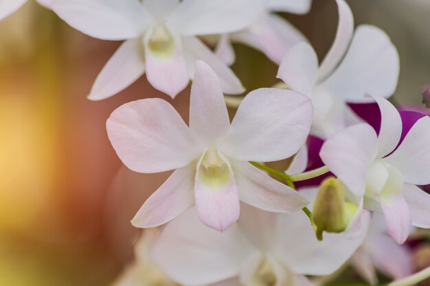 Zdjęcie piękna biała orchidea z zamazanym tłem