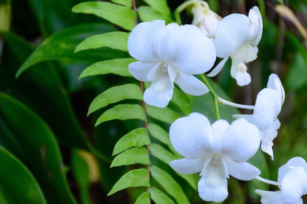 Piękna biała Phalaenopsis lub ćma dendrobium orchidea, Naturalny kwiatu pojęcie.