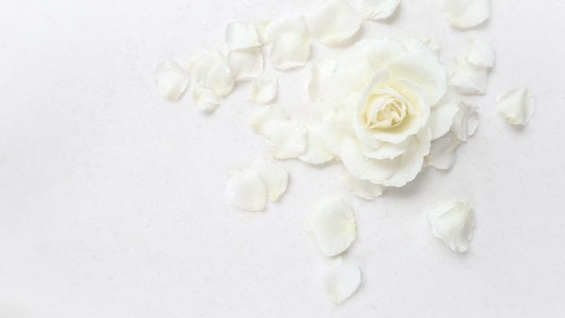 Piękna Biała Róża I Płatki Na Białym Tle Idealna Na Kartkę Z życzeniami