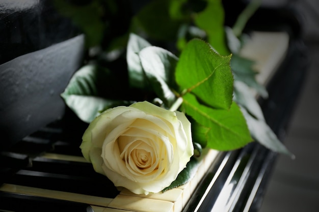 Zdjęcie piękna biała róża na klawiszach fortepianu z bliska