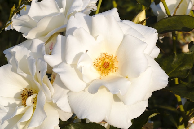 Piękna biała róża ogrodowa z bliska zdjęcie, tło