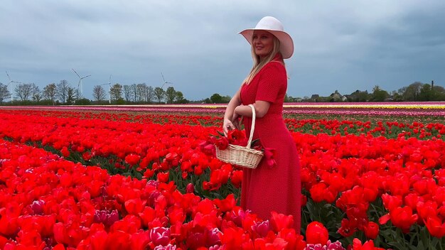 Zdjęcie piękna blondynka w czerwonej sukience i białym słomkowym kapeluszu z koszem z płotkiem na kolorowych polach tulipanów