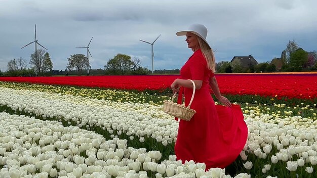 Piękna blondynka w czerwonej sukience i białym słomkowym kapeluszu z koszem z płotkiem na kolorowych polach tulipanów