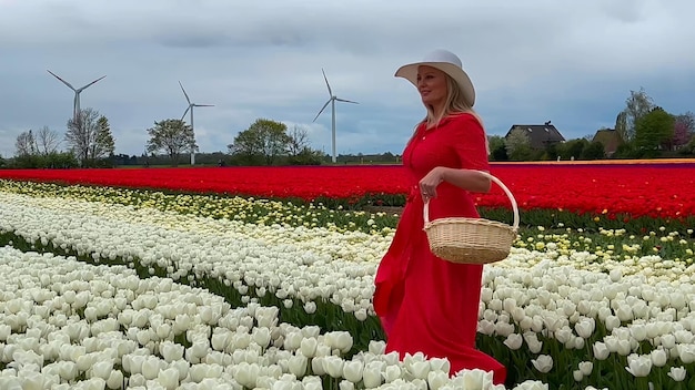 Piękna blondynka w czerwonej sukience i białym słomkowym kapeluszu z koszem z płotkiem na kolorowych polach tulipanów