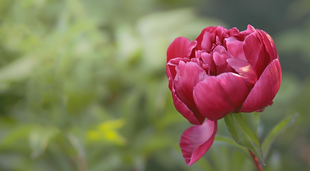 piękna bordowa piwonia kwitnie w klombie w ogrodzie