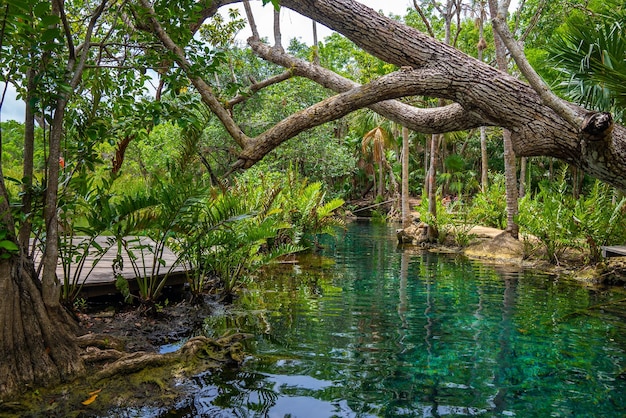 Piękna cenote wśród drzew z kładką w Tulum, słynna atrakcja turystyczna lub teren rekreacyjny.