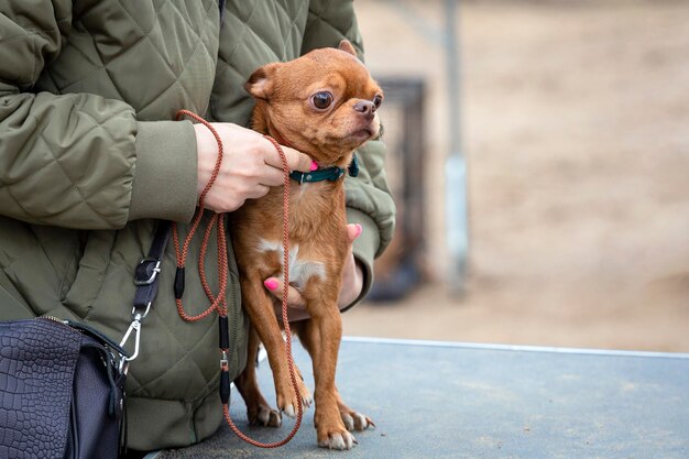 Zdjęcie piękna chihuahua pozuje z samicą