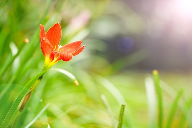 Piękna czerwień deszczu lelui kwitnienie w ogródzie (Zephyranthes)