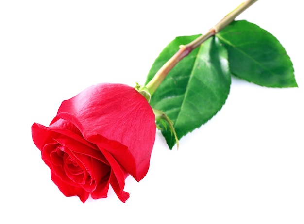 Zdjęcie piękna czerwieni róża odizolowywająca na bielu