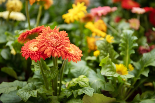 Piękna czerwona gerbera. Wielobarwny gerbera