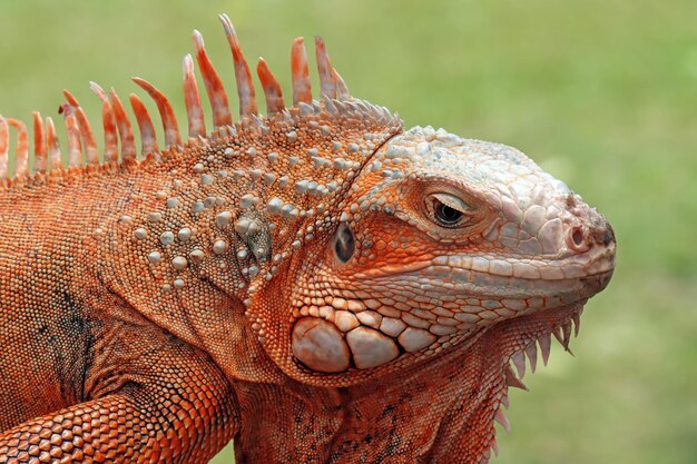 Piękna czerwona iguana głowa zbliżenie na naturalnym tle