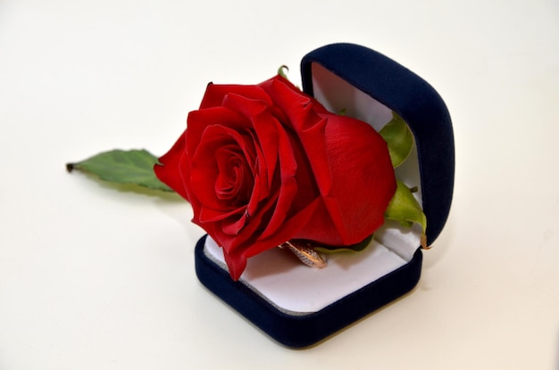 Piękna czerwona róża i pierścionek w pudełku na białym tle