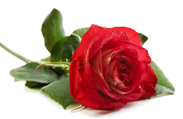 Piękna czerwona róża na białym tle