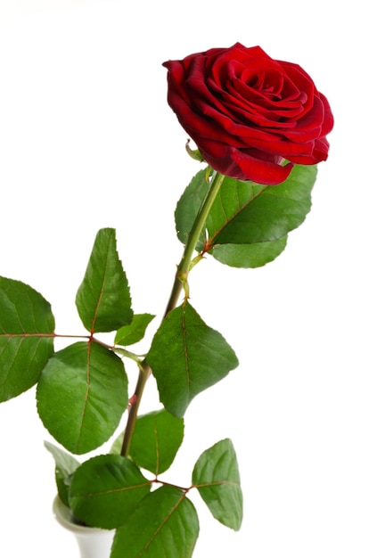 Zdjęcie piękna czerwona róża na białym tle