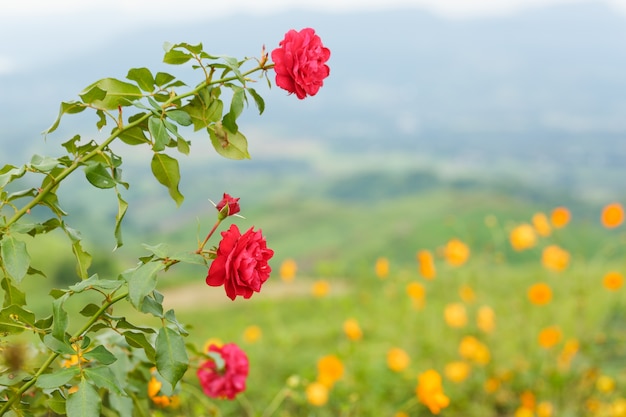piękna czerwona róża na wzgórzu w Tajlandii
