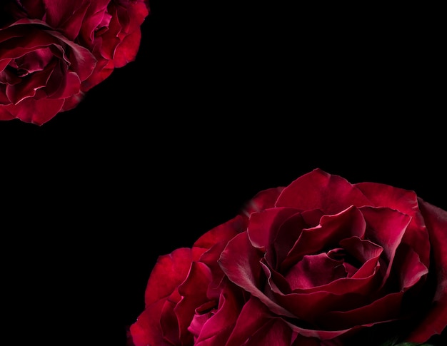 Piękna czerwona róża w ciemności. Ciemny markotny kwiecisty naturalny tło.