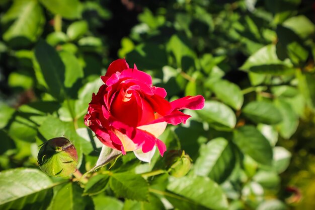 Piękna czerwona róża w ogrodzie Idealna na kartkę z życzeniami