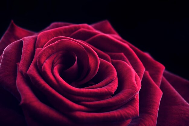 Piękna czerwona róża z bliska
