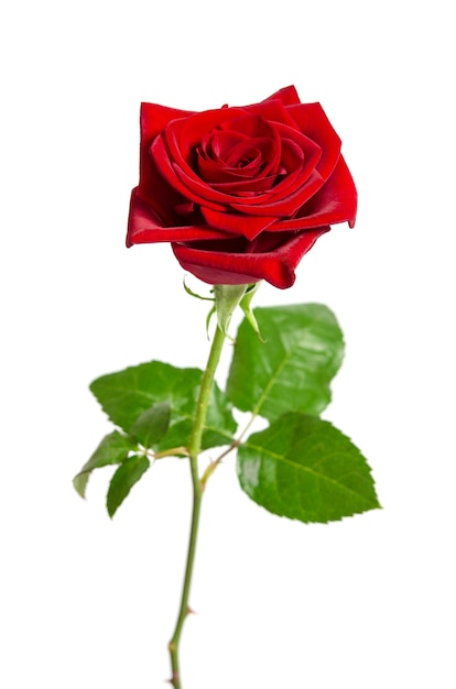 Piękna czerwona róża