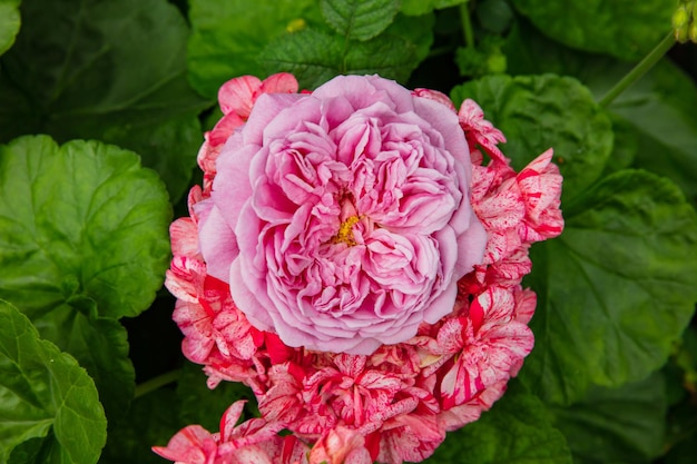 Piękna czerwona różowa nostalgiczna róża w ogrodzie. Krzew róży Chippendale.