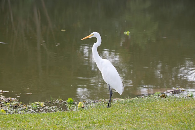 Piękna długa biała czapla w parku polująca na ryby