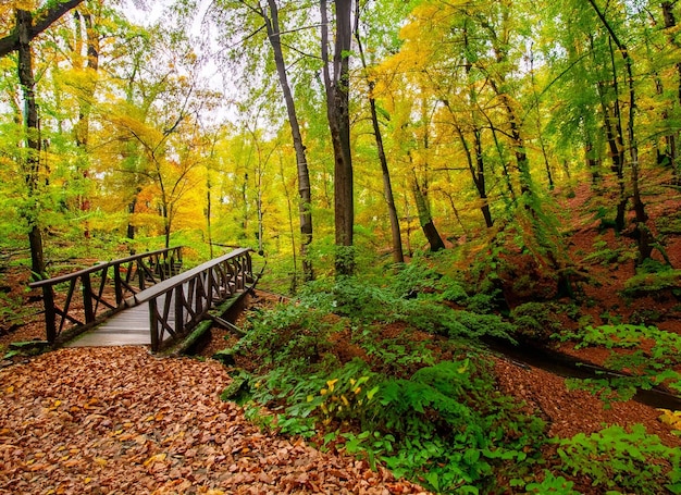 Zdjęcie piękna drewniana ścieżka prowadząca przez zapierające dech w piersiach kolorowe drzewa w wygenerowanym lesie