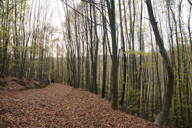 Piękna droga trekkingowa w parku z jesiennymi drzewami, parki przyrody Turcja, Stambuł, Polonezkoy (Adam