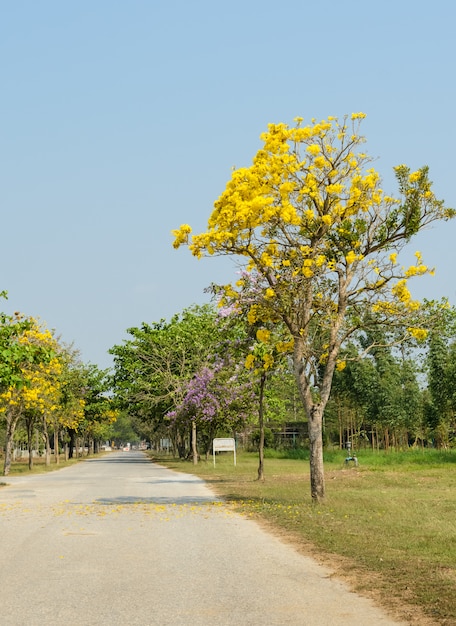 Piękna droga z żółtym Tabebuia Argentea okwitnięciem