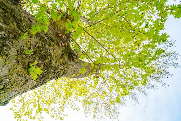 Piękna Drzewa Gałąź Na Niebieskim Niebie.