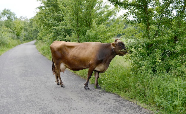 Piękna duża mleczna krowa pasie się na zielonej łące