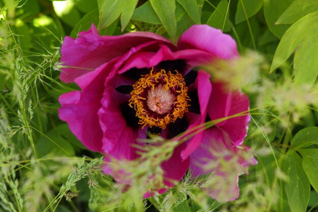 Piękna dzika różowa piwonia rosnąca swobodnie w ogrodzie Kwiatowy kwiat botaniczny Kwitnący kwiat dzikiej piwonii w lesie