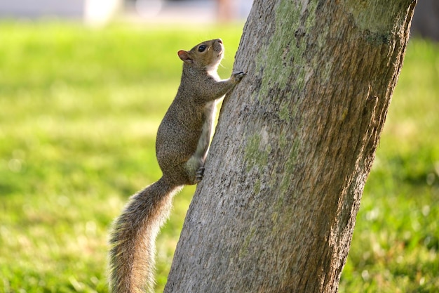 Piękna dzika szara wiewiórka wspinająca się po pniu drzewa w letnim parku miejskim