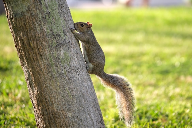 Piękna dzika szara wiewiórka wspinająca się po pniu drzewa w letnim parku miejskim