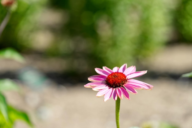 Piękna Echinacea purpurea kwitnie w naturze