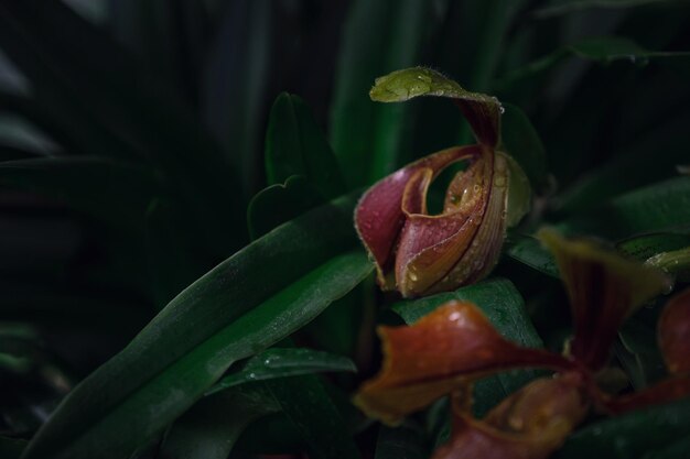 Piękna egzotyczna orchidea kwiatowa w szklarni w Tajlandii