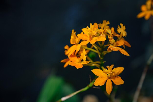 Piękna egzotyczna orchidea kwiatowa w szklarni w Tajlandii