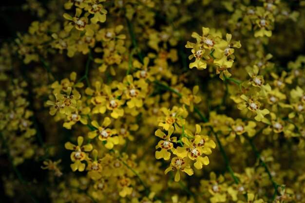 Piękna egzotyczna orchidea kwiatowa w szklarni w Tajlandii