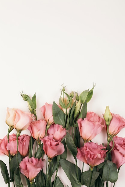 Piękna Eustoma Różowy Kwiat Odizolowywający