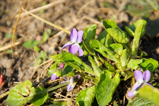 Piękna fioletowa altówka w ogrodzie na wiosnę