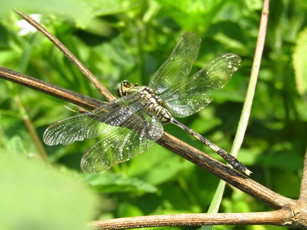 Piękna Fotografia Dragonfly żerdzie Na Gałąź Drzewo