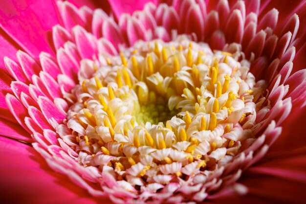Piękna fotografia makro różowego kwiatu gerbery z żółtozielonym środkiem Zbliżenie