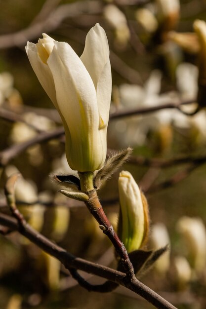 Piękna gałąź białej magnolii