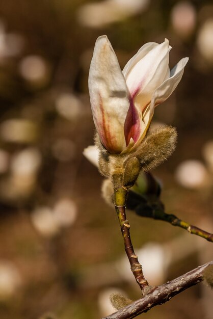 Piękna gałąź białej magnolii