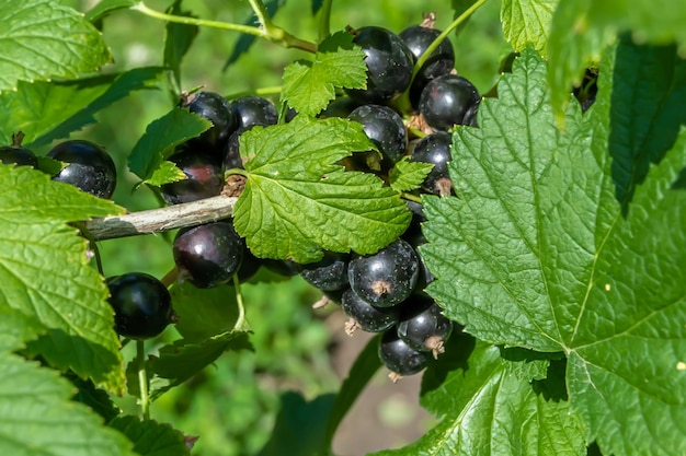 Piękna gałąź jagody krzew czarny z naturalnymi liśćmi pod czystym niebem zdjęcie składające się z gałązki jagody czarny krzew jagody na świeżym powietrzu w wiejskim kwiatowym gałęzi jagody czarna krzew jaskółka w ogrodzie