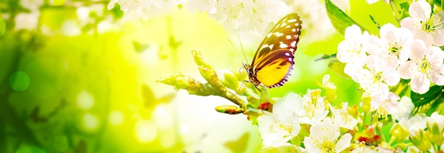 Piękna gałąź kwitnącego drzewa wiosną z motylem